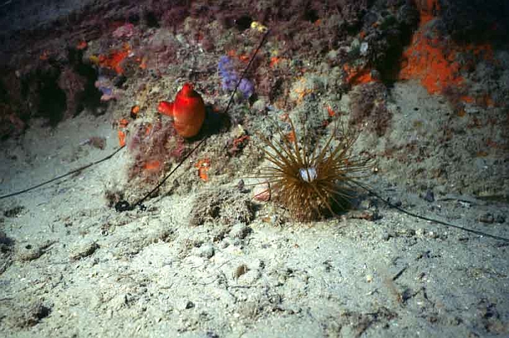 38 Bonellia Virdis.jpg - E' una palla rotondeggiante verde che vive nei buchi delle rocce...